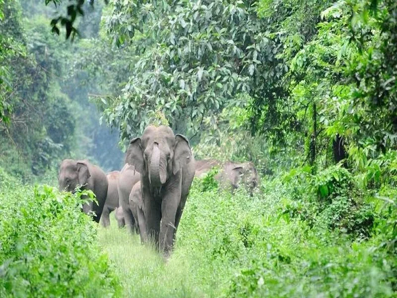 Top Hill Stations in Tamil Nadu: Explore the Best Scenic Getaways in 2025 Top Hill Stations in Tamil Nadu: Explore the Best Scenic Getaways in 2025