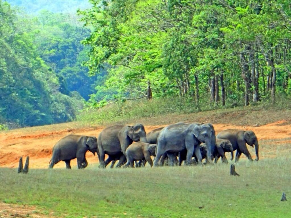 Top Travel Destinations in Kerala: A Road Map to God's Own Country (2025) Top Travel Destinations in Kerala: A Road Map to God's Own Country (2025)