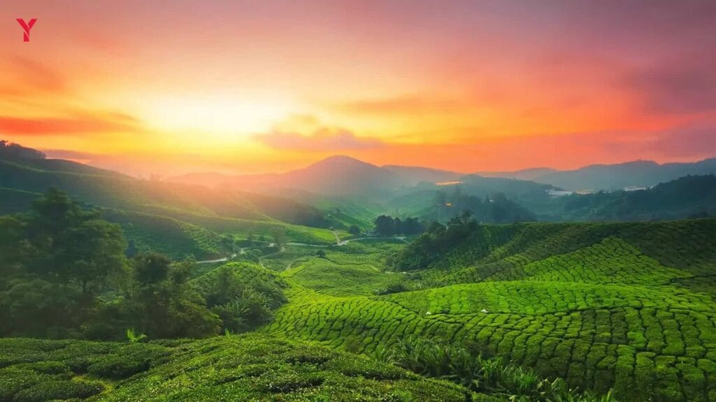 Best Travel Destinations in South India (2026 Guide) Munnar