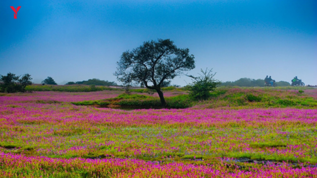 Kaas Plateau Flowers Hidden Places in Maharashtra for Couples – 2026 Romantic Getaways