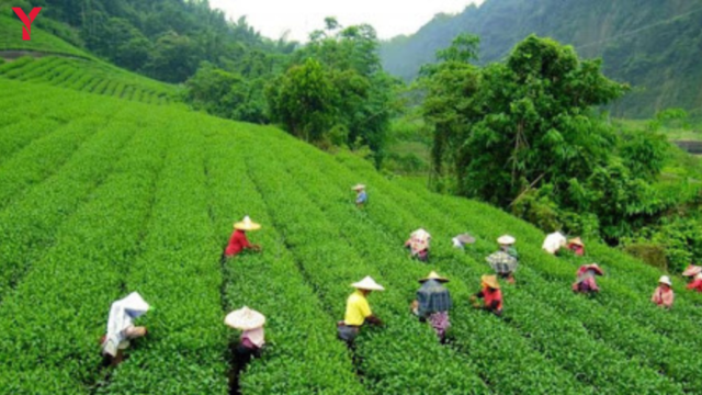 Great Budget Trip to Kerala – 2026 Complete Guide